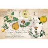 Decoupage Decor Tissue Paper - Primrose - 1 sheet